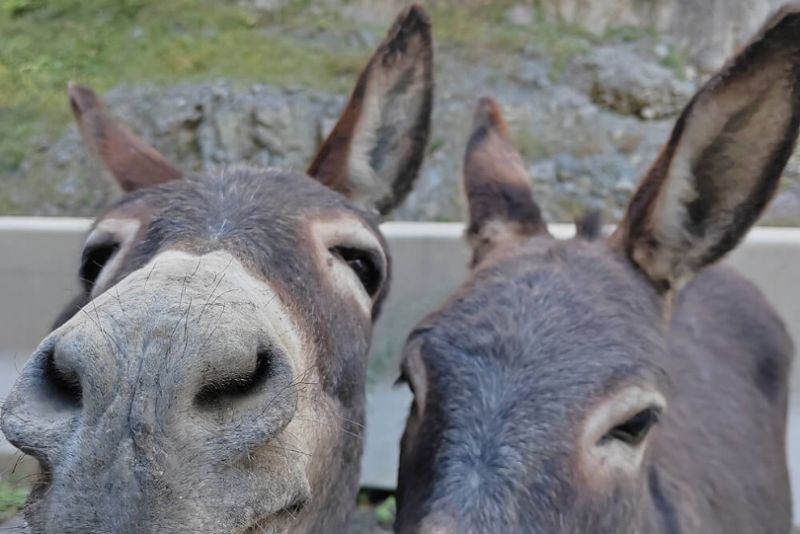 Корпоративные туры